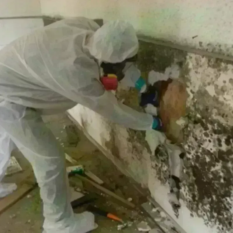 Mold Remediation and Removal in Vega, TX